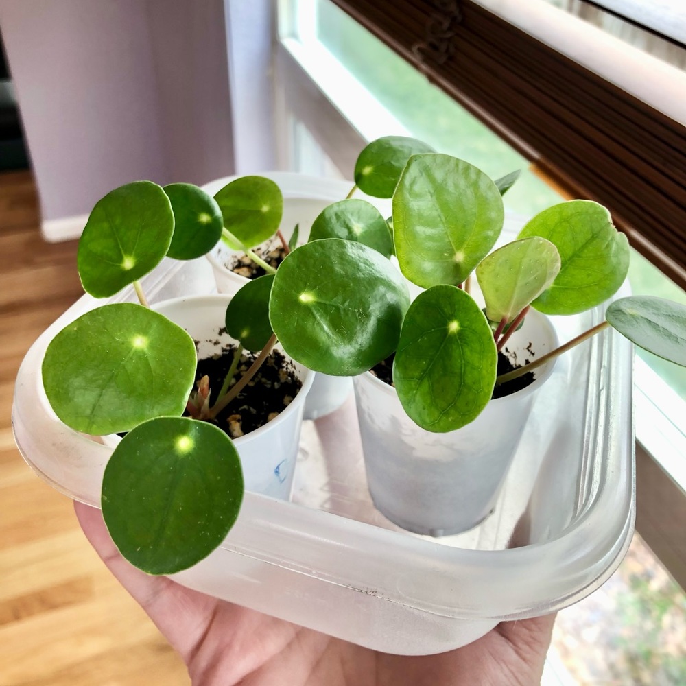 SOLD 💰 Chinese Money Plant Pilea Peperomioides Baby Starter Pups Houseplants